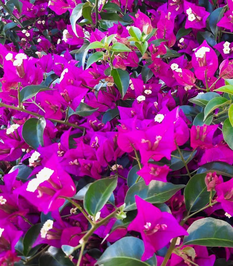 안코나 Fiori Del Conero 빌라 외부 사진